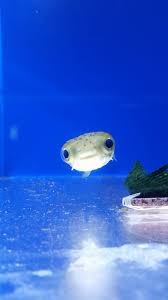Baby Pufferfish Http Ift Tt 2sxrmlc Cute Animals Ocean Animals Animals