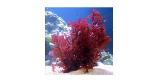 Image result for Polystachya macropoda