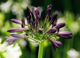 Agapanthus Black Pantha Pbr African Lily African Lily Black Pantha Agapanthus