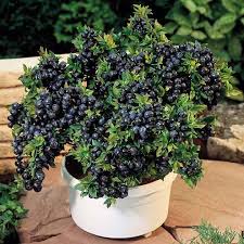 Growing Blueberries In Containers Plants Lawn And Garden Growing Food