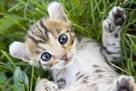 7 Best Cat Breeds With Children | Choosing The Right Cat ...