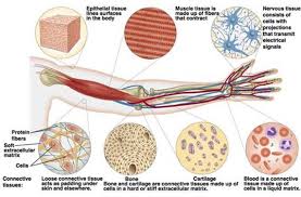 Histology Pdf Classification Of Tissues Http Www Highlands Edu Academics Divisions Scipe Biology L Tissue Types Loose Connective Tissue Cells And Tissues