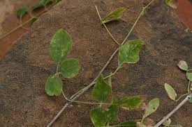 Image result for Commiphora tenuipetiolata