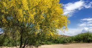 Maybe you would like to learn more about one of these? 21 Flowering Trees For Arizona Progardentips
