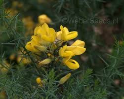 Image result for Ulex