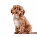 Many of our dogs have earned their cgc (canine good citizenship), tdi (therapy dogs international) and are in elementary schools with the reading for. Goldendoodle Puppies For Sale In Illinois