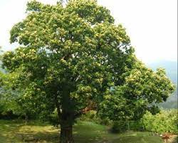 Ab sofort grillen wir sonntags bei schönwetter ab 17.00 uhr für euch. Kastanienbaum Im Jahreslauf