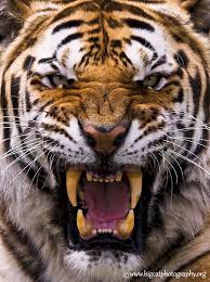 Amur Tiger Be Afraid Be Very Afraid Big Cat Photography Pic By Big Cat Photography Posted By Photobotos Big Cats Photography Big Cats Tiger Photography