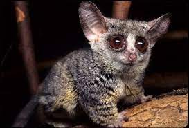A Baby Galago Rare Animals Nocturnal Animals Animals