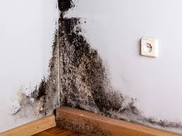 How to kill mold in the bathroom and other humid areas. Black Mold Symptoms What Happens When You Re Exposed Molekule Blog