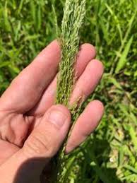 Image result for Eragrostis japonica