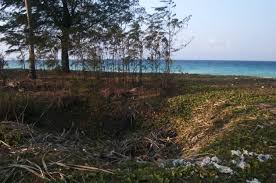 sinkholes opening up after tsunami