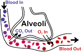 Mechanics Of Breathing Boundless Anatomy And Physiology