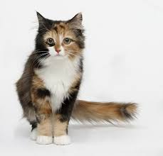 Black And Orange Tortoiseshell Kitten Blackshadow Basic Information Polychromatic Calico Cat Personality Animals Cats And Kittens