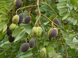 Image result for Dialium