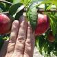 Central Sierra: Pruning & Care of Fruit Trees in Summer