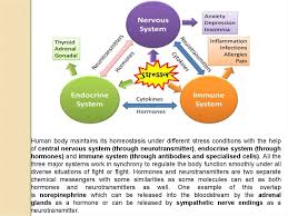 The Immune Brain Connection Prezentaciya Onlajn