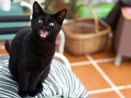 What Do The Different Cat Meows Mean