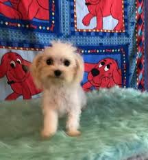 That looks just like my dog. Adopt Capri A Lovely 8m 19d Maltese Available For Adoption At Petango Com Adoption Pup Pets