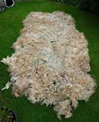 32 Fleece Of Wool Judges 6 37 Here I Am Laying A Fleece Of Wool On The Threshing Floor If There Is Dew On The Fleece Only But All The Grou Dried Herbs Wool