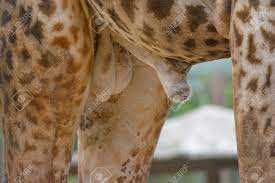 雄のキリンのペニス。キリンの大きな生殖。動物の生殖器。の写真素材・画像素材 Image 115673239