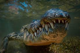 Todays Large Crocodiles Were Created By Climate Change