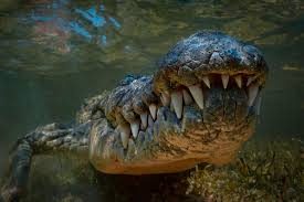 todays large crocodiles were created by climate change