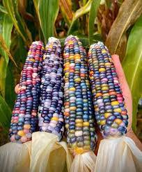 50 Organic Glass Gem Heirloom Corn