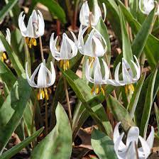We did not find results for: The Secrets Of Spring Ephemerals In The Woods Chicago Botanic Garden