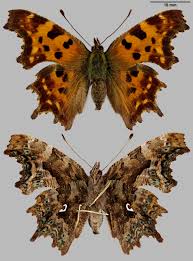 Image result for Polygonia c-album