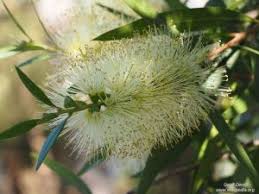 Image result for Cussonia arenicola
