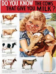The History Of The Milkman Who Killed Him Dairy Cattle Dairy Cow Art Dairy Cows