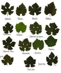 The plant is toxic for. The Wine Wankers On Twitter Wine Leaves Wine Vine Wine Infographic