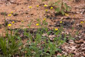 Image result for Emilia discifolia