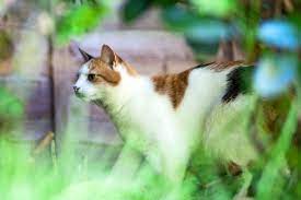 How to Deter Cats | BBC Gardeners World Magazine