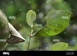 Image result for Dichapetalum madagascariense