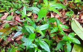 Penyakit ini agak unik kerana ia melibatkan 3 organ badan iaitu hati, pundi hempedu dan pankreas. Pokok Hempedu Bumi Penyembuh Covid 19 Sahih