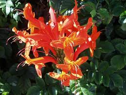 Image result for Tecoma capensis