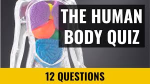 The average amount of water is around 65%, but the percentage o. The Human Body Quiz 12 Trivia Questions And Answers Youtube