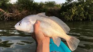 The fishing skill is increased by fishing the fishes in river, pond or lake with a fishing rod. R0tw Hnqptn47m