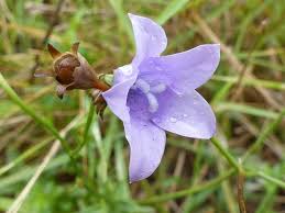 Image result for Wahlenbergia undulata