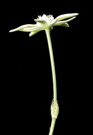 Image result for Alepidea amatymbica