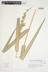 Image result for Echinochloa pyramidalis