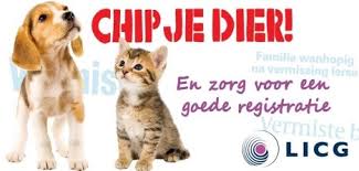 Juni maand van het chippen | Heusden & Altena - dierenkliniek