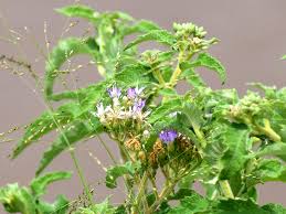 Image result for Vernonia lasiopus