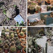 Saturday april 3rd, 10:00 am pdt. 5 Ornamental Use Of Cacti A Illegally Collected Individuals Of Download Scientific Diagram