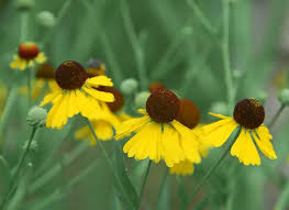 Image result for Humularia pseudo aeschynomene