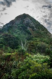 Paritutu Rock And Forest New Zealand New Zealand Small Island South Island