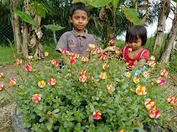 Ros jepun atau nama saintifiknya portulaca grandiflora memang ramai peminatnya kan? Peniaga Ros Jepun Ni Kongsi Cara Jaga Pokok Biar Subur Berbunga Lebat Khalifah Media