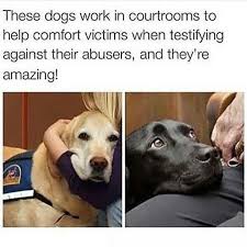 I have no idea what i am doing dog. We Don T Deserve Dogs Imgur
